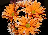 Orange Daisies