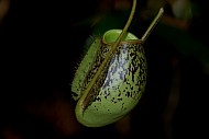 Pitcher Plants