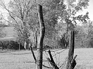 Fencepost with Barbed Wire