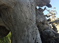 VINES AND FENCE