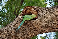 Parakeet