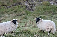 Sheep of Ireland