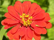 Orange Zinnia