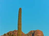 Cactus at Sunset