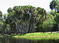 Florida Everglades