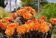 Flowering Cactus