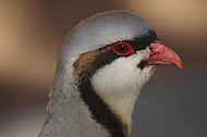 Chukar