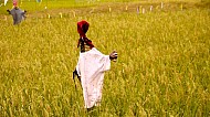 Filipino Rice Fields