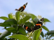 Butterfly and Flower