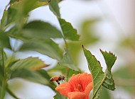 Honeysuckle Bee