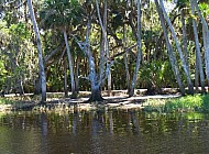 swamp